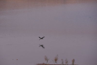 Low angle view of birds flying in sky