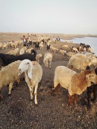 View of sheep on landscape