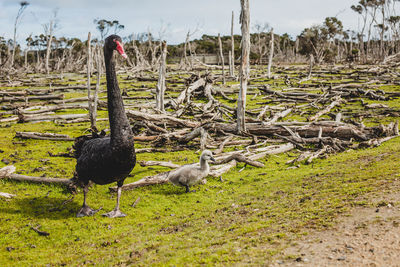 Swan in a field