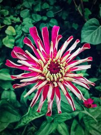 Close-up of pink flower