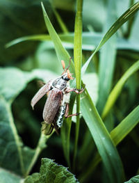 Close-up of insect on plant, close-up of chafer on a blade of grass 