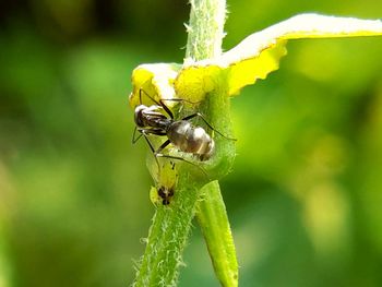 Close-up of insect on yellow flower