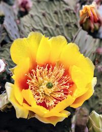 Close-up of yellow flower