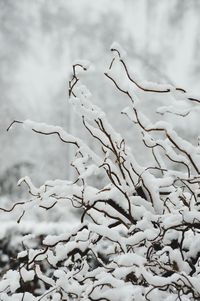 Close-up of branches