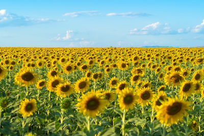 Scenic view of sunflower field against sky