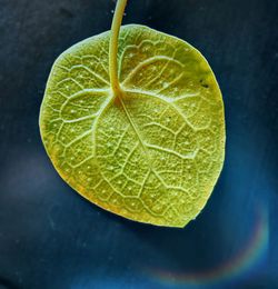 Close-up of lemon slice against white background