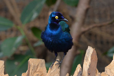 Close-up of bird perching outdoors