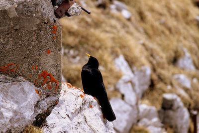 Close-up of bird perching on rock