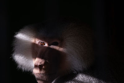 Portrait of monkey looking away against black background