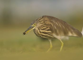 Close-up of a bird