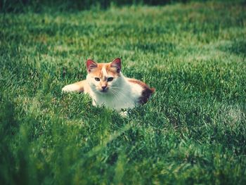 Portrait of a cat lying on grass