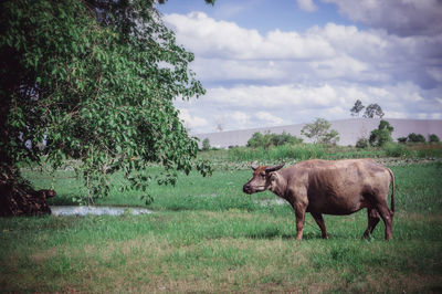 Buffalo standing on field