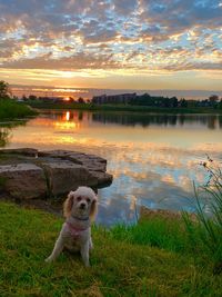 Dog standing in lake against sky during sunset