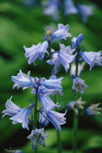 Close-up of purple flowering plant