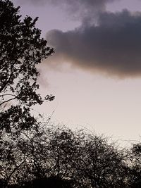 Low angle view of tree against sky