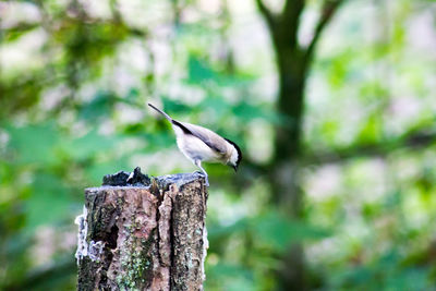 Close-up of bird perching on wooden post