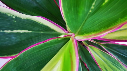 Full frame shot of plant