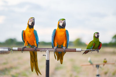 Birds perching on a parrot