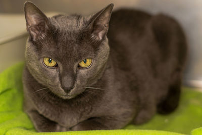 Close-up portrait of a cat