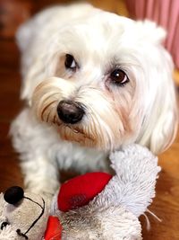 Close-up portrait of dog