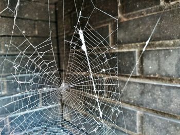 Close-up of spider on web