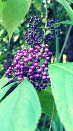 Close-up of green plant