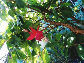 Close-up of red hibiscus flower