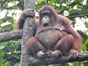 Orang utan in the zoo