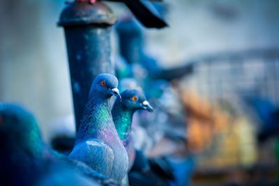 Close-up of pigeons