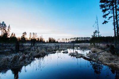 Reflection of trees in water