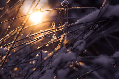 Close-up of frozen plants during winter