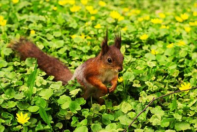 Squirrel eating plant