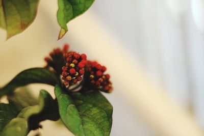 Close-up of berries growing on plant