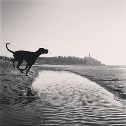 Dog playing at beach