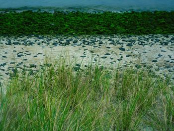 Plants growing in water