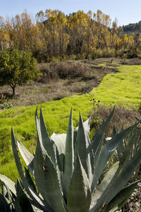 Close-up of grass growing on field during autumn