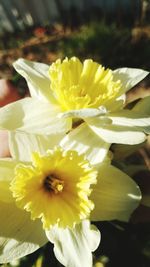 Close-up of yellow flower blooming outdoors