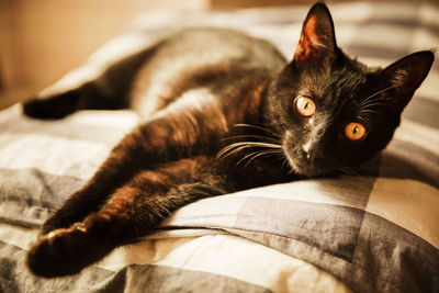 Close-up portrait of a cat