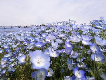 Close-up of white flowering plant in field against sky