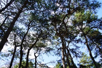 Low angle view of trees against sky
