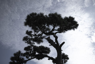 Low angle view of tree against sky during winter