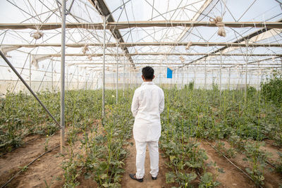 Rear view of man standing in greenhouse