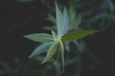 Close-up of fresh green plant