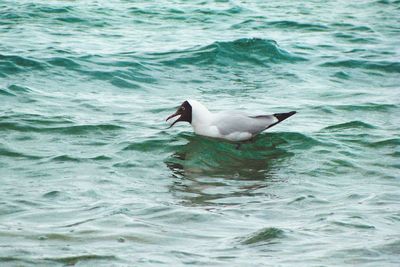 Seagull on sea