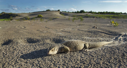 A savannah monitor basking in the sun