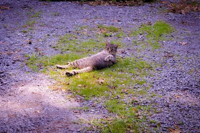 High angle view of cat on field