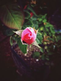 Close-up of red rose