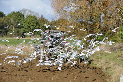 Plow tractor surrounded by seagulls