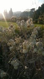 Close-up of plants growing on field