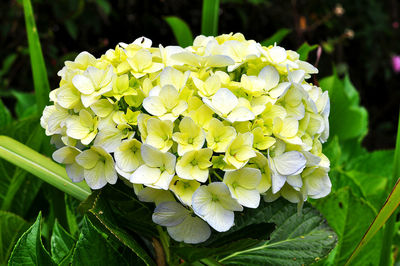 flowering plant